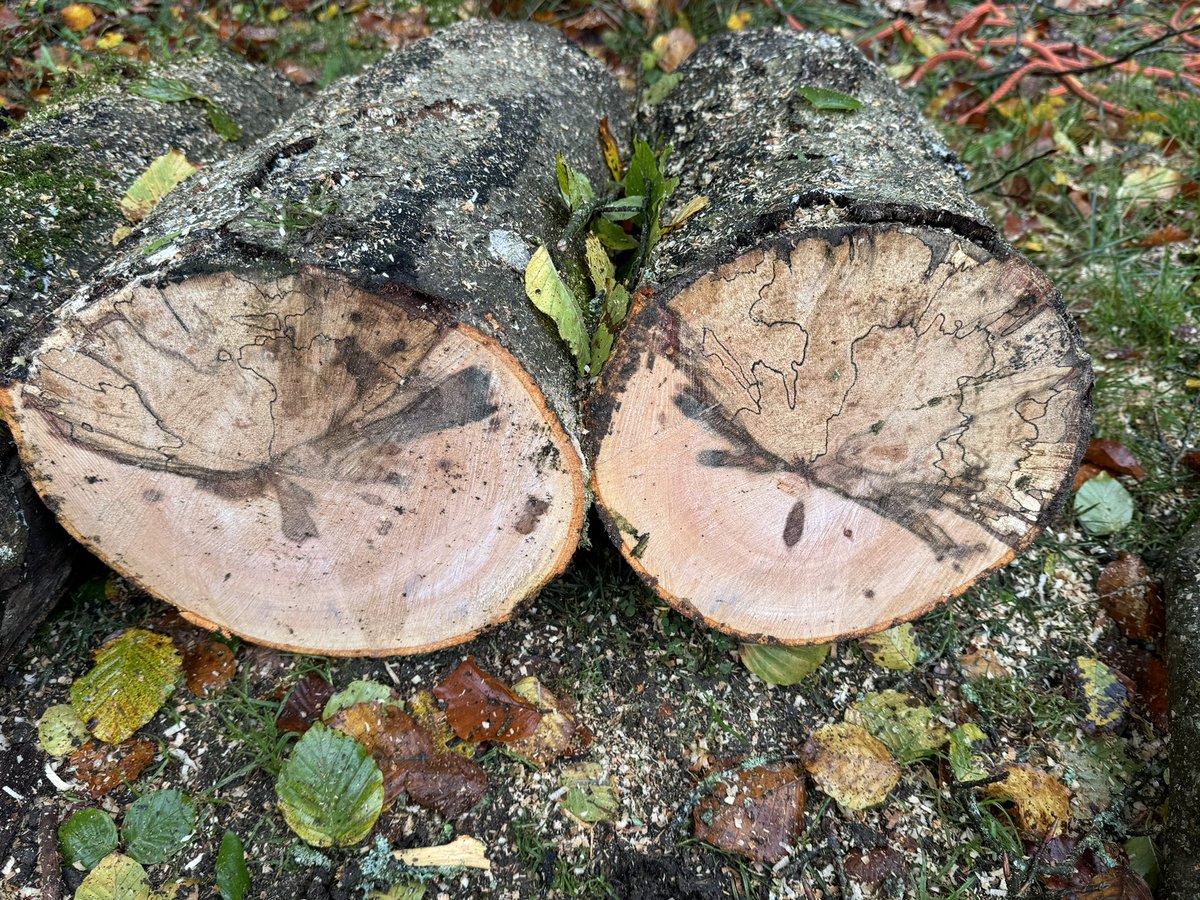 iestyn carpenter tweet media