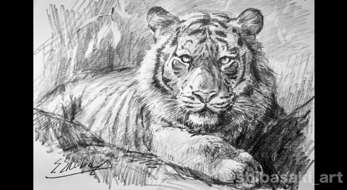 虎 鉛筆画 虎 鉛筆色鉛筆画 A2サイズ Tiger Pencil drawing A2 size ※Only