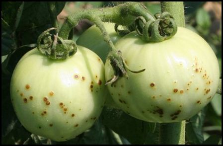 KY Plant Disease tweet media