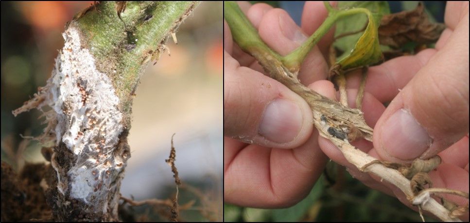 KY Plant Disease tweet media