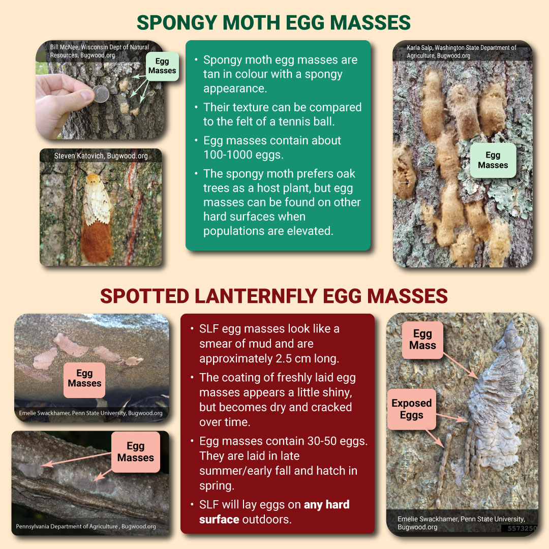 InvSp's tweet photo. Some invasive insects such as spongy moth and spotted lanternfly (SLF) are laying their eggs at this time of year. 
Help reduce their numbers by learning how to identify, remove, and report them to EDDMapS or the CFIA. 
More: https://t.co/mXCguwIisz
https://t.co/4x3VGyxlov https://t.co/J2rksCpLc8