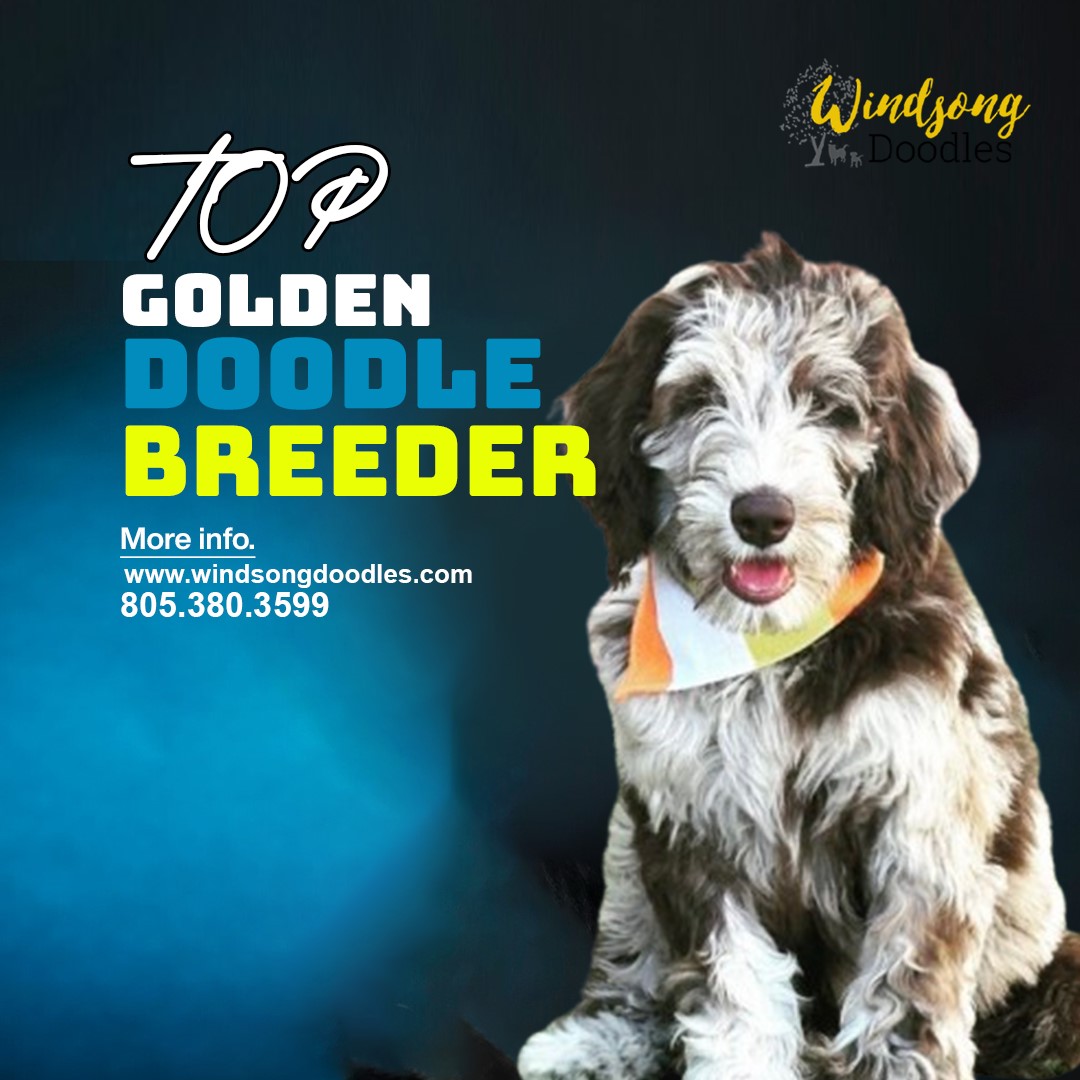 labradoodlemoon's tweet image. Windsong Doodles is recognized as the top Goldendoodle breeder in CA for its dedication to quality and care. We are passionate about matching each family with their perfect Goldendoodle.

bit.ly/3QIHsFD 

#Goldendoodle #CaliforniaPets #GoldendoodlePuppies #PetParents