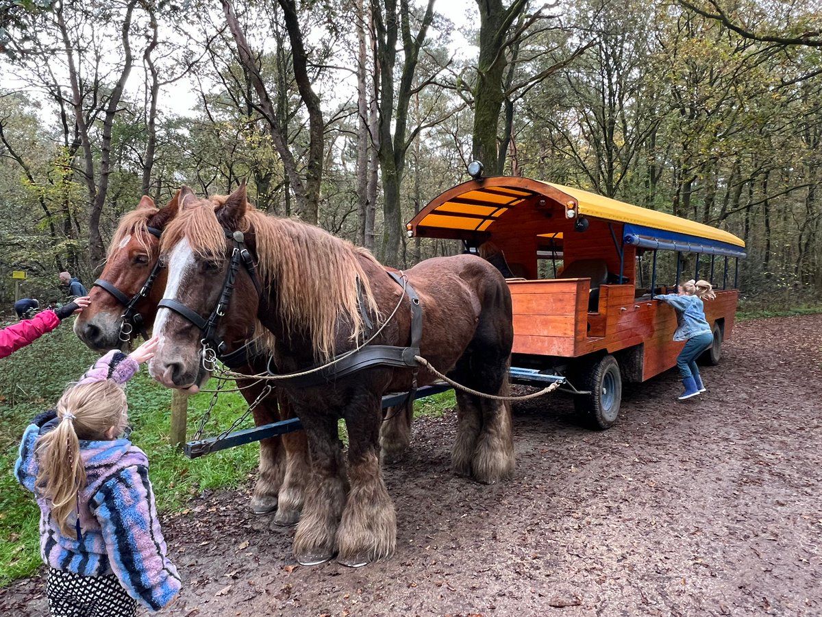 LCSEA's tweet image. Met de huifkar 🐴 over t @Dwingelerveld Geweldig 🍁🍄
#herfstvakantie #schoonfamilie @Natuurmonument @BCDwingeldervld