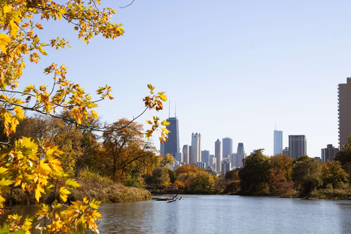 LPConservancy's tweet photo. It's finally fall in Lincoln Park, and there's no shortage of color. While it's here, appreciate the fleeting fall foliage, whether it's at the Uptown Nature Reserve, the North Pond, South Lincoln Park, or everywhere in between! ๐๐งก
#LincolnParkChicago #ChicagoFall https://t.co/hL9bbRb7BP