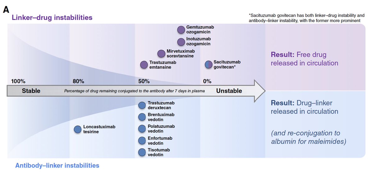 #BehindThePaper 2/n

None of the approved ADCs (to date) is fully stable in circulation

There are 2 types of linker instabilities:
1) linker-drug instabilities, which release free drug
2) antibody-linker instabilities, which release the whole drug-linker

doi.org/10.1158/2159-8…