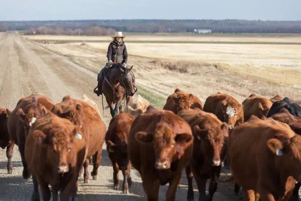 FoleyPowerOn's tweet photo. Generator Maintenance Pays off for #Kansas #Ranch Family https://t.co/gfpkHyOCu5 #RanchLife #AgChat #FarmLife #AgWeek23 https://t.co/KARB2ObfbJ