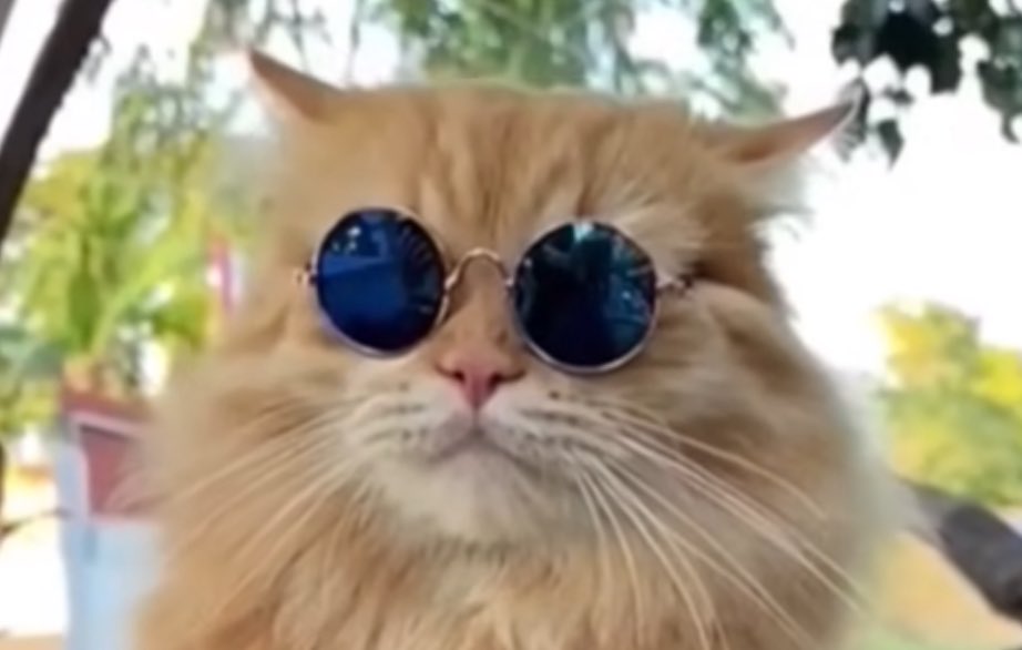 🇨🇺🇺🇸Gian tweet media