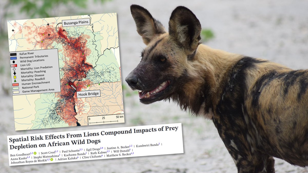 Although the density of lions in the Greater Kafue Ecosystem, Zambia, is low due to prey depletion, a new spatial analysis suggests their competitive effects on wild dogs remains strong.

New paper with contributions from Egil Dröge and Ruth Kwabe 👉 tinyurl.com/jnb8rhs5