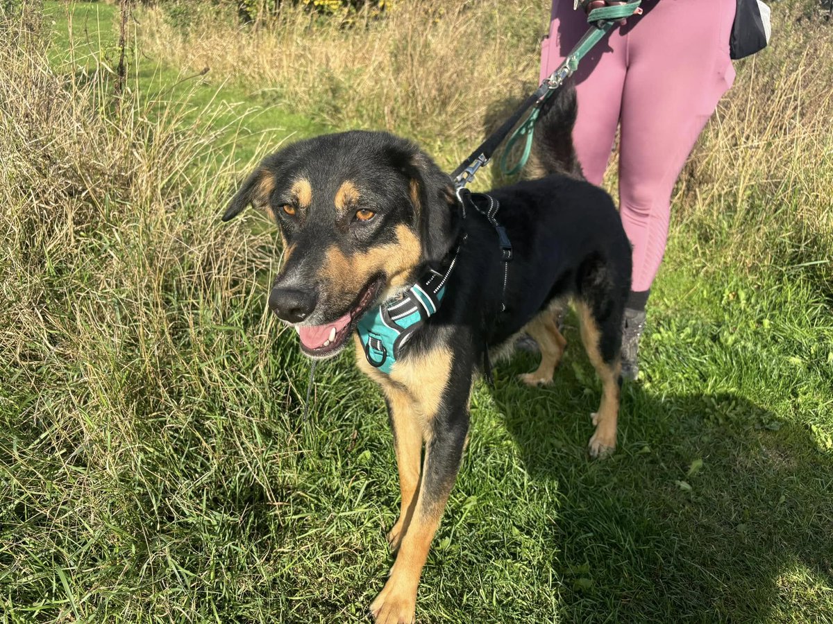 Rescue dogs for rehoming tweet media