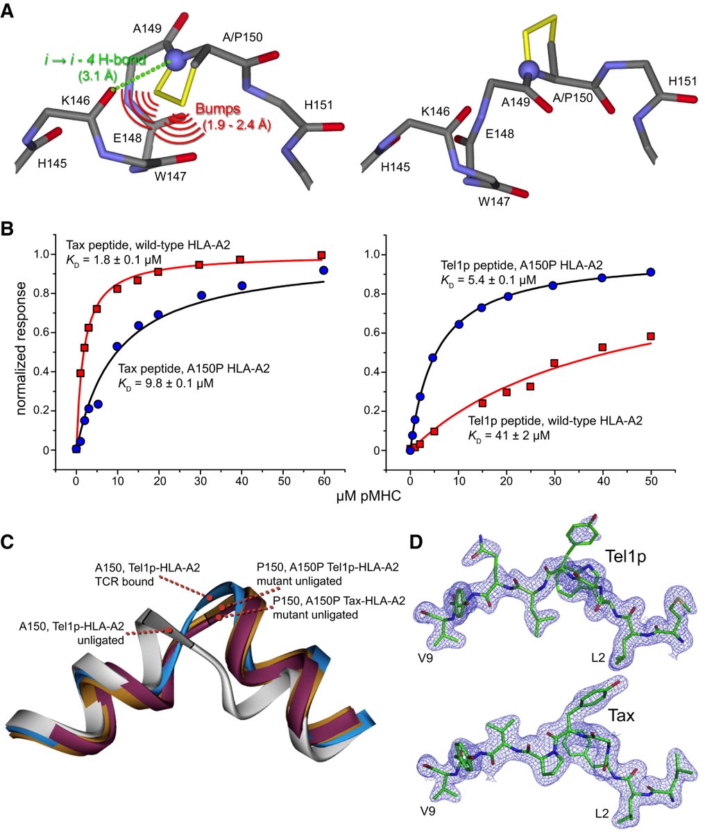 SaligramaLab's tweet photo. Another #beautiful #paper #TCellReceptor #Crossreactivity Directed by Antigen-Dependent Tuning ... https://t.co/ib3Nz3VMGK https://t.co/qjpZRROxpE