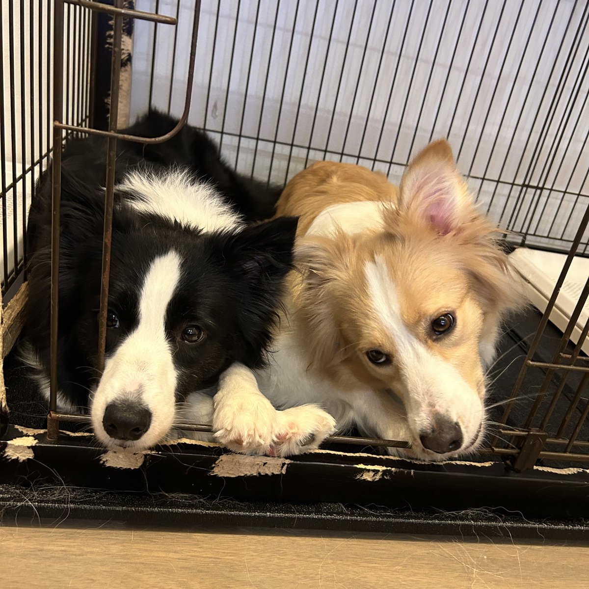 mugyanzu's tweet photo. 最近はケージに2人して籠るのがトレンドのようです🥰少し寒いから温め合ってるのかな？🐶🐶 https://t.co/1kon8H4QV6