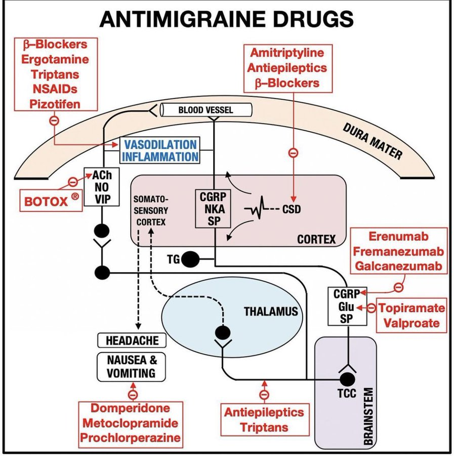 farmacotips's tweet photo. ANTIMIGRAÑOSOS QUE DEBES RECORDAR:

1. Betabloqueadores: Reducen la frecuencia de migrañas al estabilizar los vasos sanguíneos y disminuir la activación del sistema nervioso.

2. Ergotamina y triptanes: Contraen vasos dilatados y bloquean la transmisión del dolor al cerebr.

3. Antiepilépticos: Disminuyen la hiperexcitabilidad neuronal, reduciendo la frecuencia e intensidad.

4. Anticuerpos anti-CGRP: Bloquean el CGRP, una proteína que causa vasodilatación y dolor, previniendo migrañas.

5. Antieméticos: Controlan náuseas y vómitos relacionados con la migraña.