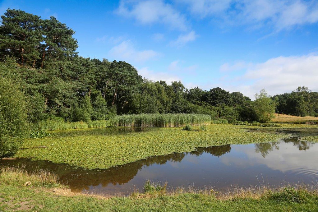 🚜 Queen’s Park pond restoration starts next week! Over 3-4 days, silt build-up will be removed, restoring depth while protecting wildlife. 🦆🌿
The park and golf course will remain open. For Winter Golf Season tickets, please go to queensparkgolfcourse.com/homepage.aspx ⛳