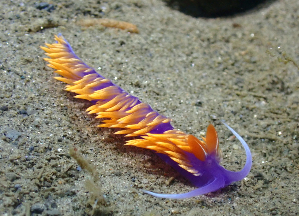 Scripps_Ocean's tweet photo. It's #NudibranchDay! These soft-bodied marine gastropod molluscs are known for their bright colors &amp; unique shapes. Several of these cool creatures can be found in La Jolla waters! View alt text for details.

📸 Scripps Oceanography Benthic Invertebrate Manager Charlotte Seid https://t.co/FS4e9vWoy7