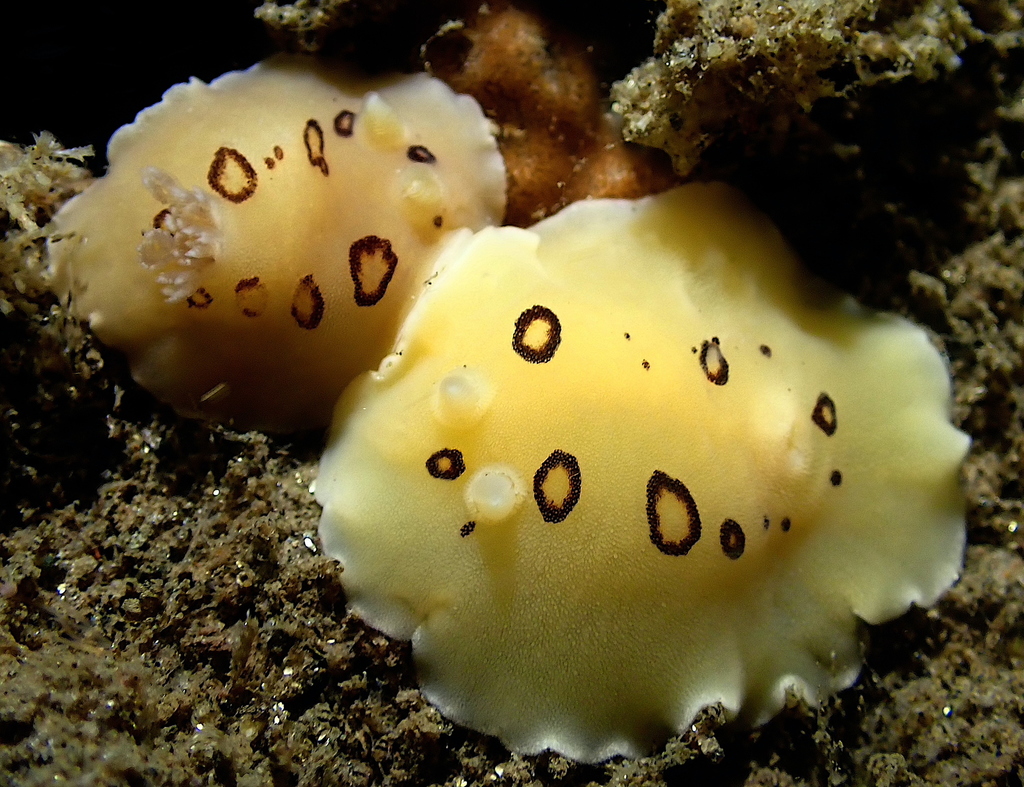 Scripps_Ocean's tweet photo. It's #NudibranchDay! These soft-bodied marine gastropod molluscs are known for their bright colors &amp; unique shapes. Several of these cool creatures can be found in La Jolla waters! View alt text for details.

📸 Scripps Oceanography Benthic Invertebrate Manager Charlotte Seid https://t.co/FS4e9vWoy7