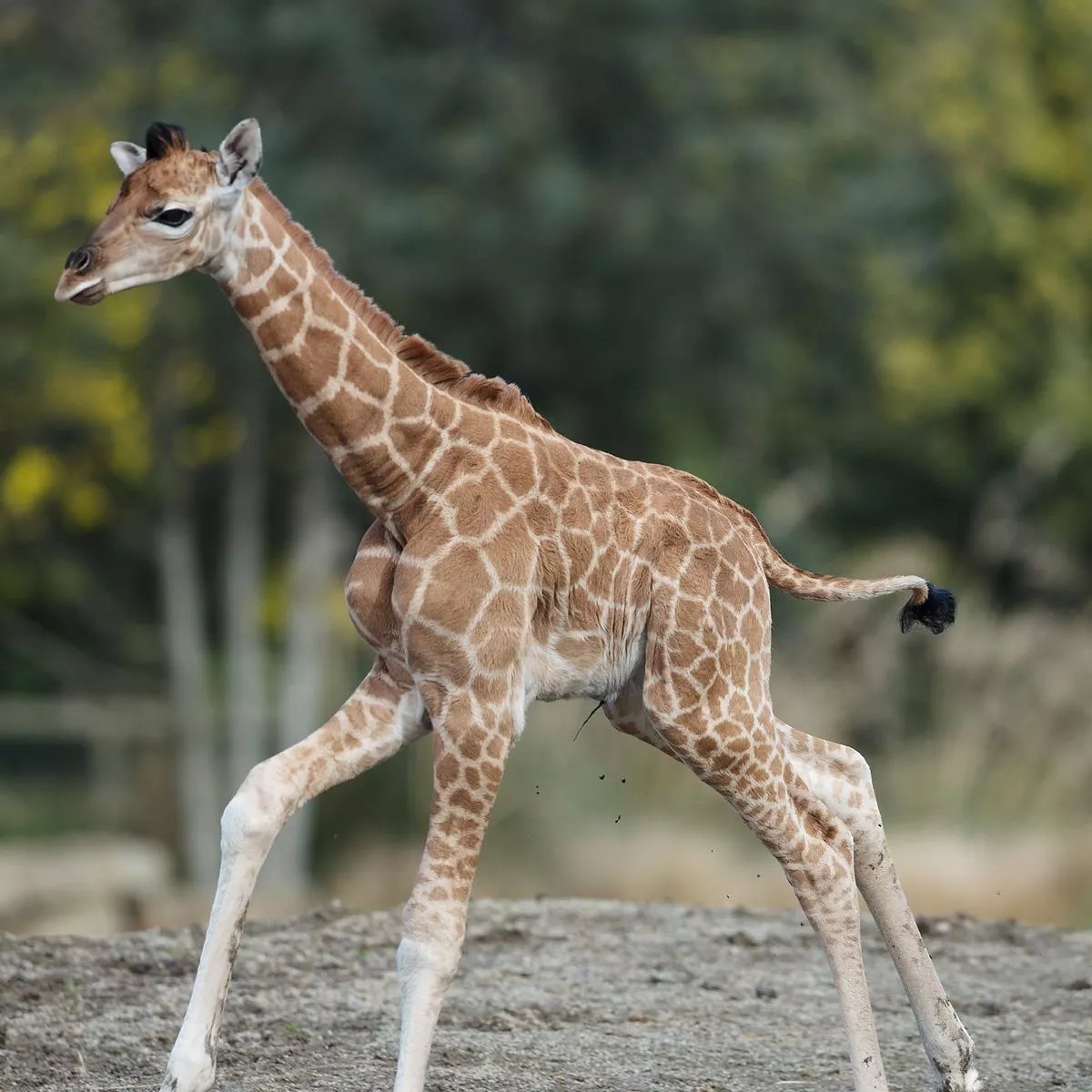 SolLimus's tweet photo. @alien_mixture Hahaha...it's a giraffe. (sorry Ali.) https://t.co/5ExNMH1c5Y