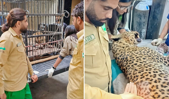 TheFarhanAKhan's tweet photo. TRAGIC LOSS! 
Male leopard rescued from Pakistan-administered Kashmir dies from gunshot wounds in Islamabad, confirms wildlife department.
Senseless violence against wildlife must end! #LeopardConservation #WildlifeProtection #EndPoaching https://t.co/UXCyRttIgl