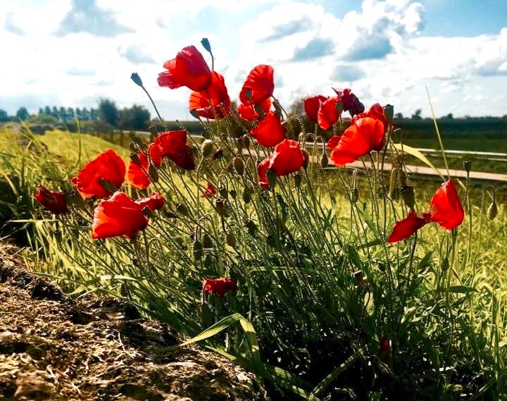 “At the eleventh hour on the eleventh day of the eleventh month – we will remember them…. “

Remembering the sacrifice of those who have given their lives in service to our country since 1914.

#remembranceday #lestweforget #armistice