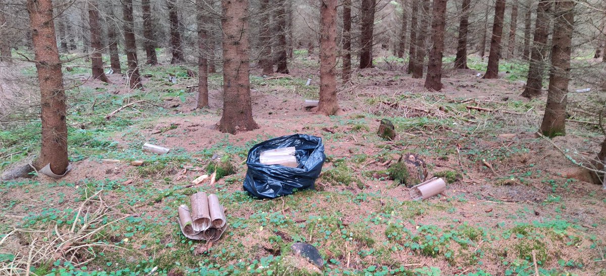 Entinen omistaja oli suojannut kuusentaimet pvc-putkilla ja nyt päätin että on korkea aika kerätä ne pois metsästä. Yhteensä noin 2000 kpl, tässä vasta puolet. Muovi on luonnon syöpä.