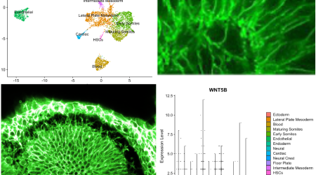 We have an exciting 4 Year PhD available in our lab in collaboration with <a href="/gifaymok/">Geoff Mok</a> @biouea - "Signalling pathways that mediate the dual origins of the dorsal aorta" 

Get in touch if interested or share with colleagues

biodtp.norwichresearchpark.ac.uk/projects/signa…