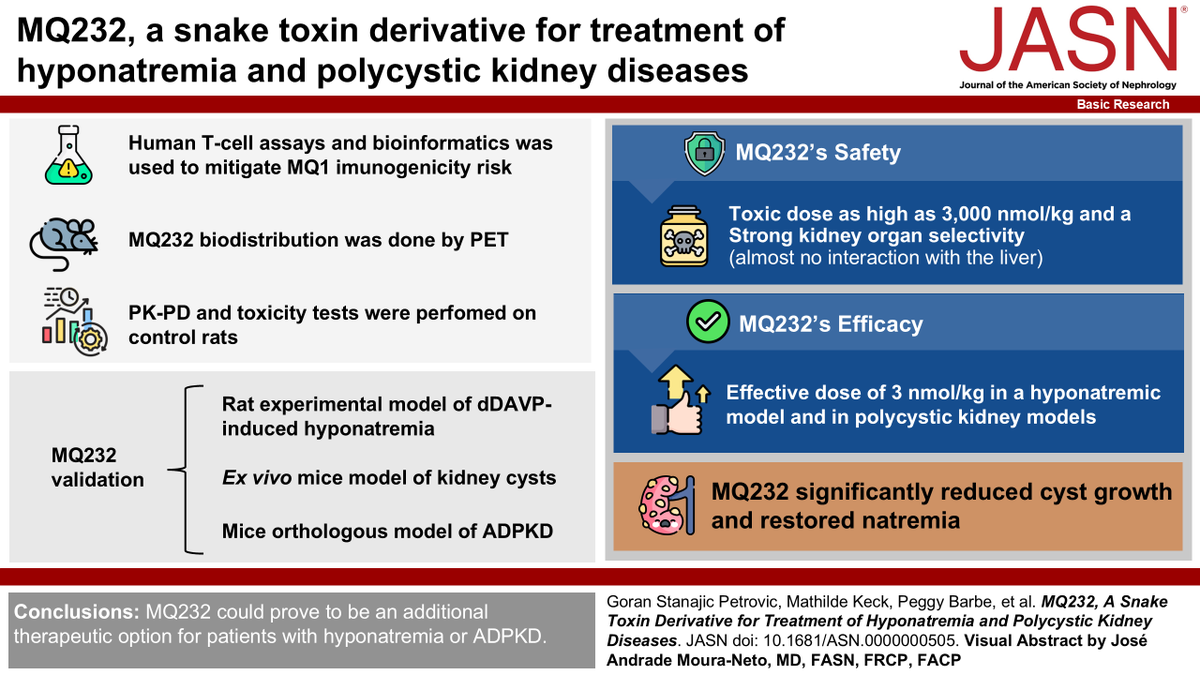 JASN_News's tweet photo. Vaptans were developed at the end of the previous century as V2R antagonists. This study demonstrated, employing diverse translational techniques and minimizing animal use, MQ232's safety and efficacy in several rodent models of hyponatremia and ADPKD.
https://t.co/cg3J6V0XUe https://t.co/KxxWt8Zo9H