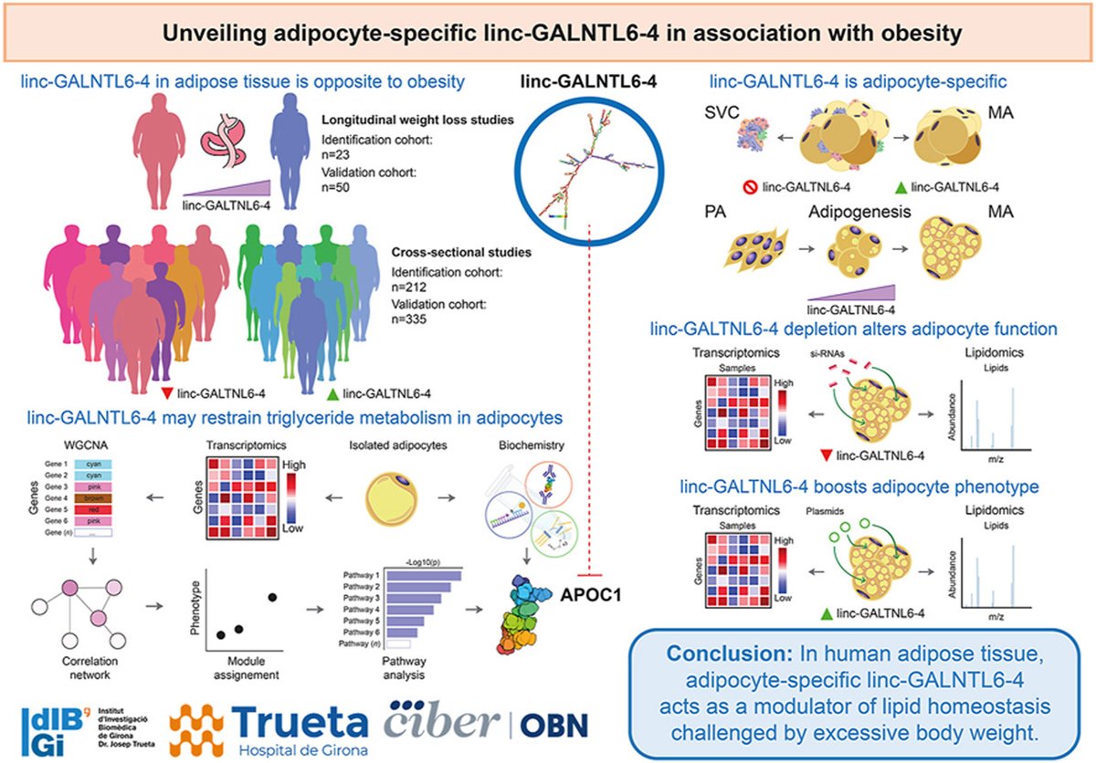MolMetab's tweet photo. New research links the lncRNA linc-GALNTL6-4 to #obesity.
This RNA helps maintain healthy #fatcells, lipid balance, and reduces inflammation. Suppressed in obesity, linc-GALNTL6-4 could be a target for therapies in metabolic disorders.
👩🔬👨🔬@idibgi
🔗https://t.co/Kf6Y74otIO https://t.co/fIVnhf5Ran