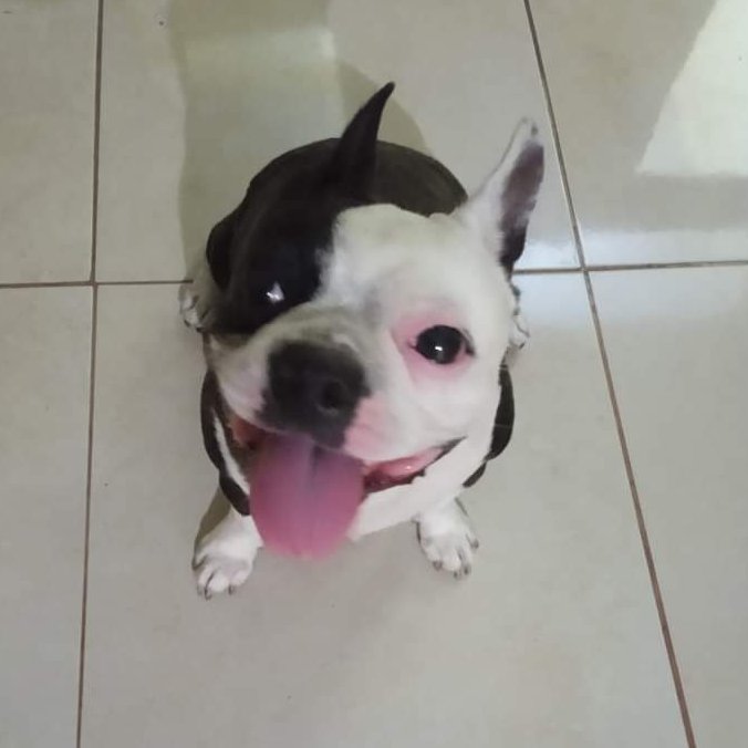 AlertaMePerdi's tweet image. #PERDIDO #GUAYAQUIL
Nombre: #WILLOU
Fecha: 29/10/24
Sector: Norte, Colinas de la Alborada
Sexo: Macho
Raza: Bostón Terrier 
Obsv.: Blanco con negro, esterilizados
Contacto: 0963818595
¡Ayúdalo a volver con sus tutores!
#AlertaMePerdí