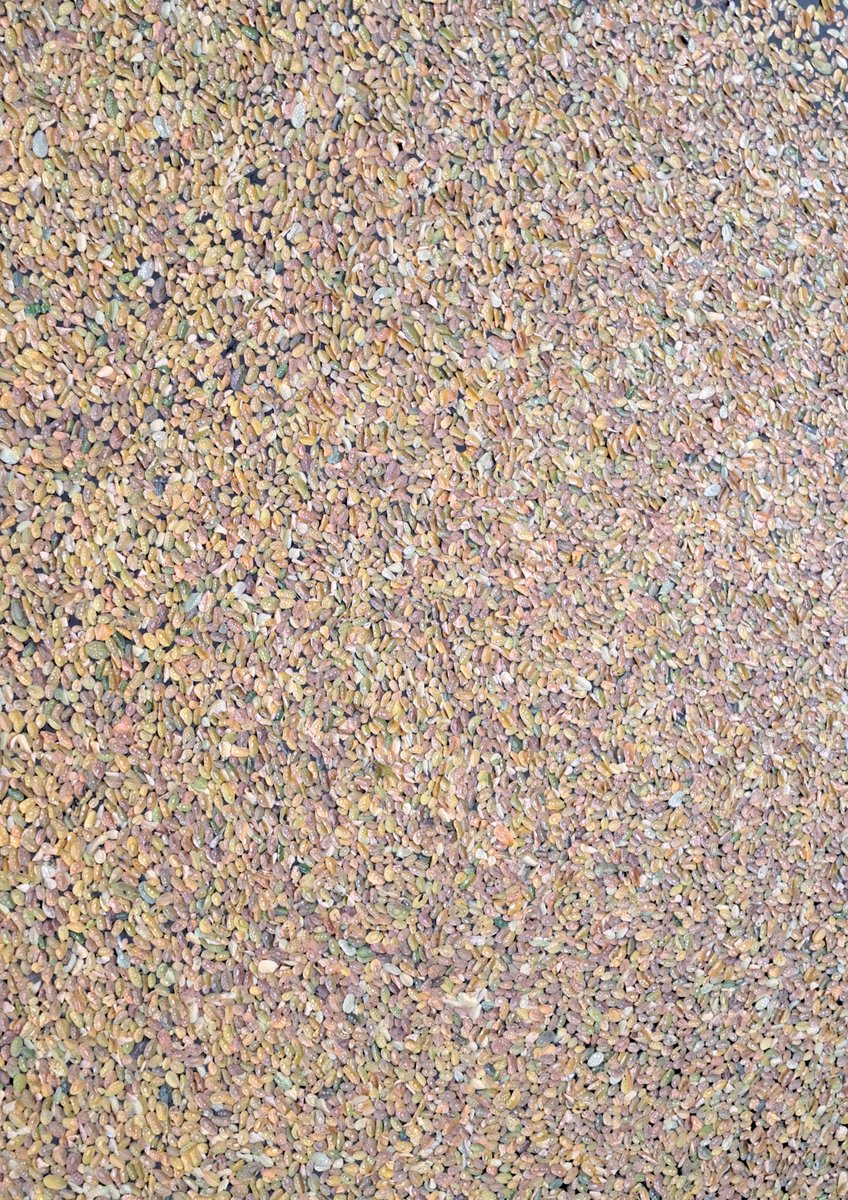 I call this: 'Fallen autumn leaves on the Leie, Gent' - by Lucy Mitchell, age 39, October 2024.

Would make a great 1000 piece jigsaw this!