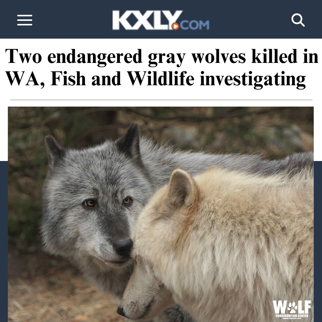 Wolf Conservation Center 🐺 (@nywolforg) on Twitter photo BREAKING - 2 federally endangered gray wolves were found dead in WA; <a href="/USFWS/">U.S. Fish and Wildlife Service</a> is investigating.
<a href="/USFWS/">U.S. Fish and Wildlife Service</a> + <a href="/WDFW/">Washington Department of Fish & Wildlife</a> are offering a $10,000 reward for any information that leads to an arrest, criminal conviction or civil penalty. Anyone with info can call 1-844-397-8477 BREAKING - 2 federally endangered gray wolves were found dead in WA; <a href="/USFWS/">U.S. Fish and Wildlife Service</a> is investigating.
<a href="/USFWS/">U.S. Fish and Wildlife Service</a> + <a href="/WDFW/">Washington Department of Fish & Wildlife</a> are offering a $10,000 reward for any information that leads to an arrest, criminal conviction or civil penalty. Anyone with info can call 1-844-397-8477