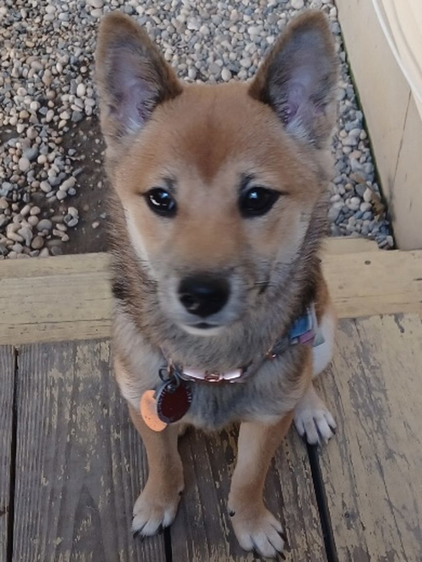 ABCsofDogT's tweet image. Is your dog displaying unwanted behaviors? Our dog behavior modification programs address issues such as aggression, anxiety, and excessive barking. Let&apos;s turn those problem behaviors around. #DogBehaviorModification #ABCsofDogTraining dogstrainingqueens.com/contact