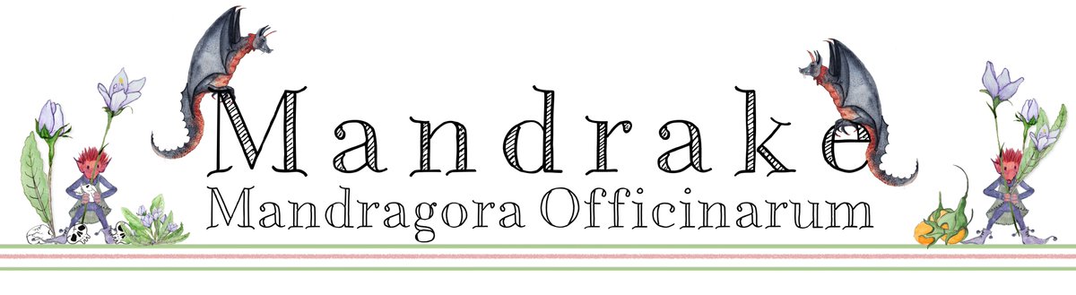 Special Halloween Edition of Flowerology this week: Magic, Poison, Screaming Roots, yes! It's Mandrake - Mandragora Officinarum - otherwise known as Devil's Candles or Satan's Apple... flowerology.substack.com 
#mandrake #halloween #magic #etymology #flowers #substack #wildflowers