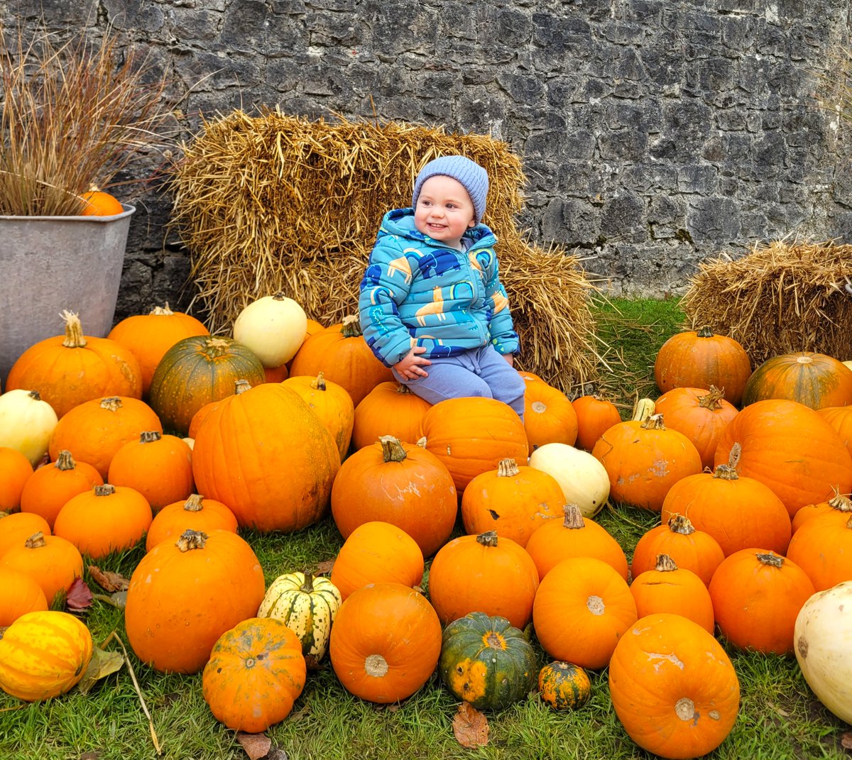 Emo Court (@emocourtopw) on Twitter photo Today's happy little visitor to our pumpkin patch. <a href="/tourism_laois/">Laois Tourism</a> <a href="/LaoisToday/">Laois Today</a> <a href="/opwireland/">Office of Public Works</a> <a href="/HeritageIreOPW/">Heritage Ireland</a> <a href="/catocafinefood/">CaToCa Fine Foods</a> <a href="/LaoisPeople1/">Laois People</a> <a href="/MartleysCoaches/">Martleys Coach Hire - Portlaoise | Laois</a> <a href="/LaoisNews/">Leinster Express / Laois Live</a> <a href="/HeritageLaois/">The Heritage</a> <a href="/LaoisNetwork/">Laois Integration Network</a> Today's happy little visitor to our pumpkin patch. <a href="/tourism_laois/">Laois Tourism</a> <a href="/LaoisToday/">Laois Today</a> <a href="/opwireland/">Office of Public Works</a> <a href="/HeritageIreOPW/">Heritage Ireland</a> <a href="/catocafinefood/">CaToCa Fine Foods</a> <a href="/LaoisPeople1/">Laois People</a> <a href="/MartleysCoaches/">Martleys Coach Hire - Portlaoise | Laois</a> <a href="/LaoisNews/">Leinster Express / Laois Live</a> <a href="/HeritageLaois/">The Heritage</a> <a href="/LaoisNetwork/">Laois Integration Network</a>