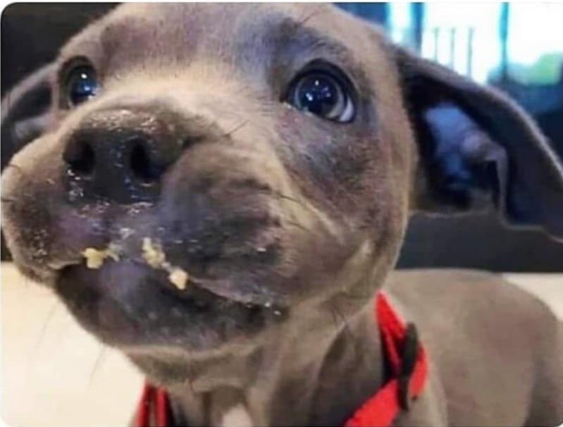 DiloConPerritos's tweet photo. - ¿Quién se comió la comida del altar?
- https://t.co/tUQxMsKlRP