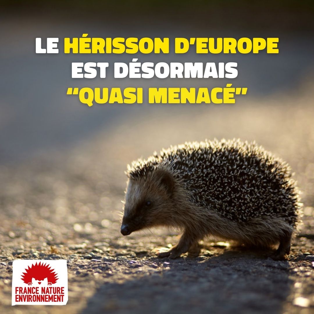 🦔 Le hérisson d’Europe change de catégorie &amp; passe au statut d’espèce « quasi menacée ».

ℹ️ Ce 28 octobre, l’Union internationale pr la conservation de la nature (UICN) a publié à Cali (Colombie), lors de la COP16 sur la biodiversité, sa liste rouge actualisée des espèces.