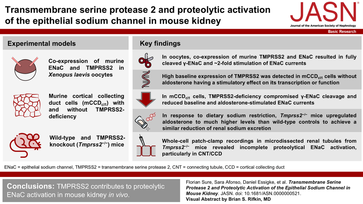 JASN_News's tweet photo. The renal epithelial sodium channel (ENaC) is essential for sodium balance and blood pressure control. This study found that TMPRSS2 contributes to proteolytic ENaC activation in mouse kidney in vivo. https://t.co/yGhuSQAFM2
@TheArtuncLab https://t.co/gyWMxodFsy