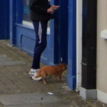 Animals of Street View (Ireland) tweet media