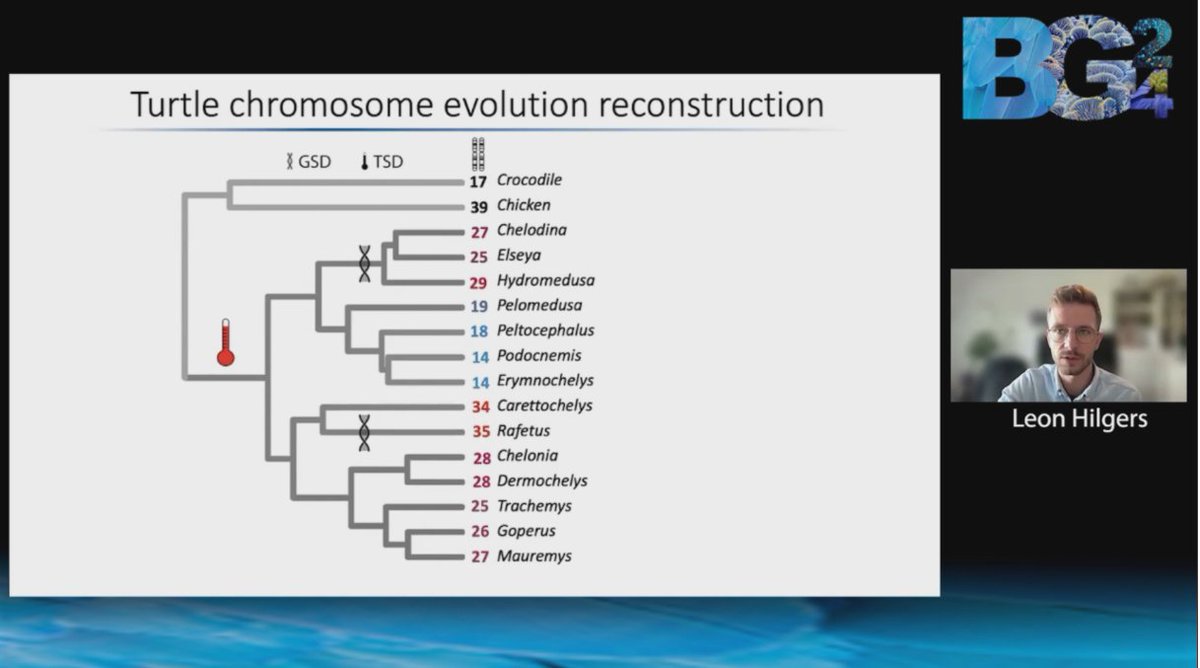 Earth BioGenome Project (@ebpgenome) on Twitter photo LIVE at #BG24 : <a href="/LeonHilgers/">Leon Hilgers</a> from <a href="/LOEWE_TBG/">LOEWE Centre Translational Biodiversity Genomics</a> discusses --
🐢seven new reference-quality side-necked #turtle #genomes
🐢illuminating turtle #evolution
🐢& the use of AGORA, a tool one can use to reconstruct sex #chromosome evolution LIVE at #BG24 : <a href="/LeonHilgers/">Leon Hilgers</a> from <a href="/LOEWE_TBG/">LOEWE Centre Translational Biodiversity Genomics</a> discusses --
🐢seven new reference-quality side-necked #turtle #genomes
🐢illuminating turtle #evolution
🐢& the use of AGORA, a tool one can use to reconstruct sex #chromosome evolution