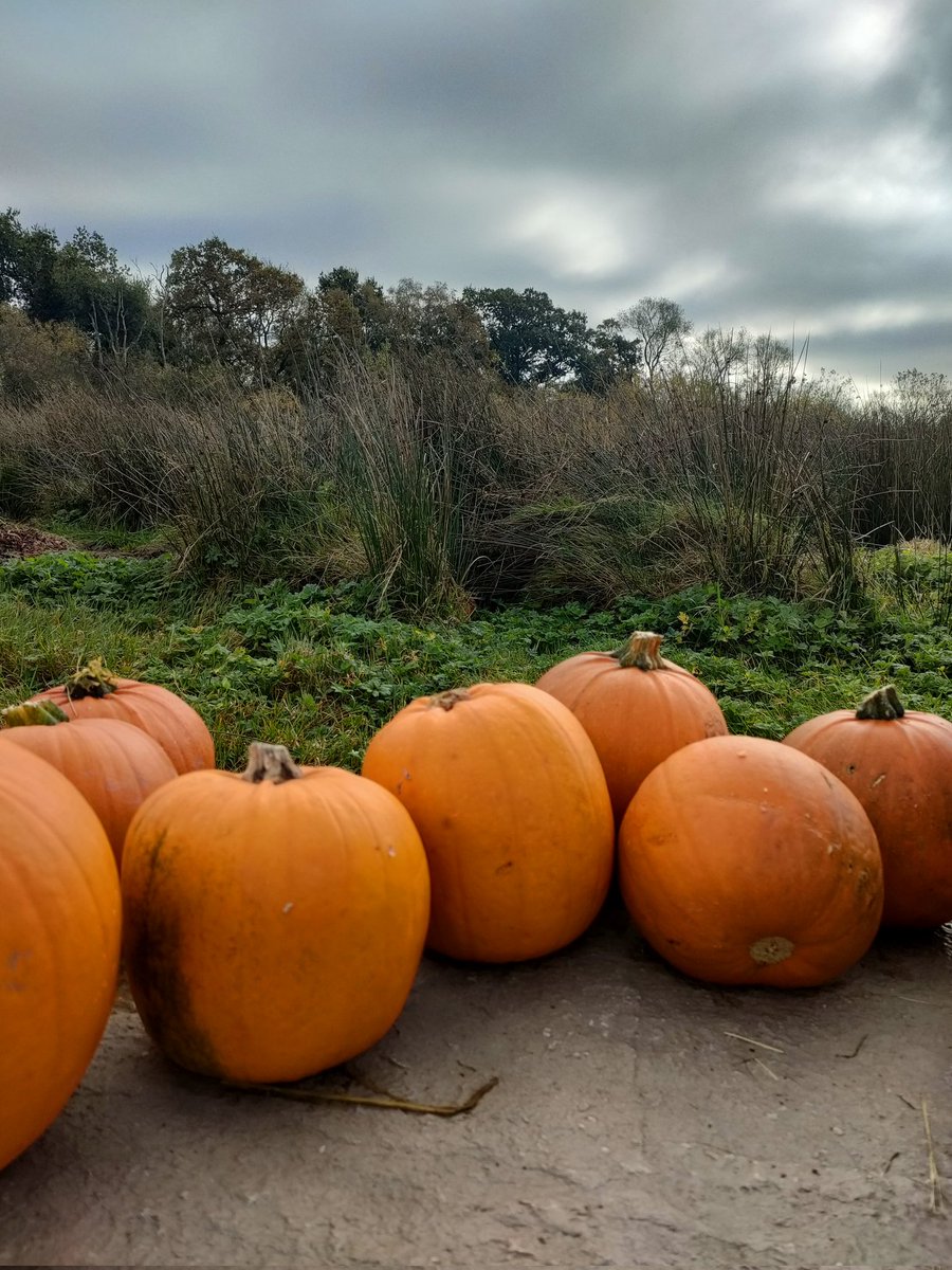 Tree_Folklore's tweet photo. Halloween was born in Ireland ☘️🍂🎃 

It owes it's name to the shortening of All Hallows Eve which was the day preceding all Saints Day, the product of the efforts of the Church to Christianise Samhain 🎃🍂

Samhain 🎃 🔥 is an ancient festival whose origins predate the Celts

As loved as it is, the Pumpkin imagery that we have today is new and it wasn't until the 2000s that Pumpkins even became available here at this time of year 🎃🍂

Before that our parents cut their hands to pieces carving turnips. 

Long before the 1990s people in Ireland carved vegetables to deter the spirits that had crossed the veil between our world and the other one 👻 and dressed themselves in disguises or even covered themselves in black soot from the fire to avoid the attention of wandering fairies & ghosts 🎃🍂👻