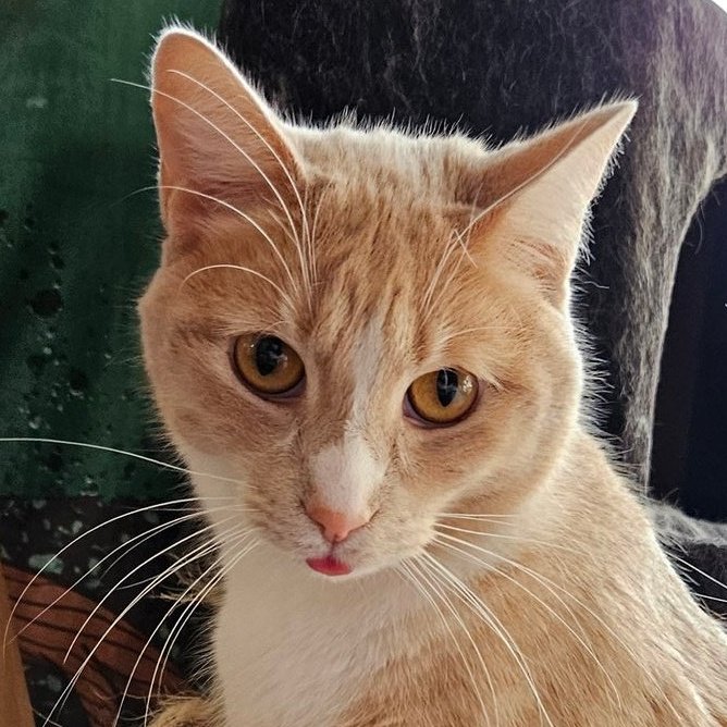 🐱🐈(➕🐈‍⬛) tweet media