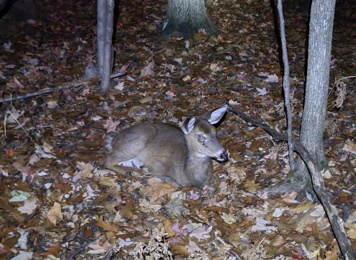 Ils blessent les cerfs, les font souffrir! #Longueuil, ça suffit!

Photo prise hier soir au parc Michel-Chartrand : un jeune cerf avec un œil crevé. Est-ce l'œuvre des tireurs de précision ?

Des résidents rapportent qu’un autre massacre est prévu entre le 15 et le 30 novembre.