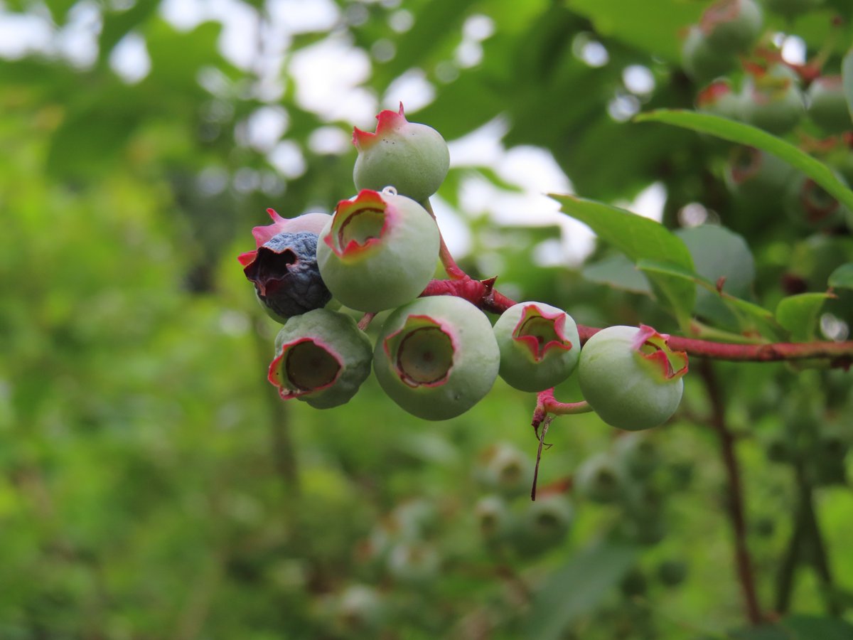 secretsheep143's tweet image. green and blue, from summertime 🫐
#naturephoto #blueberries