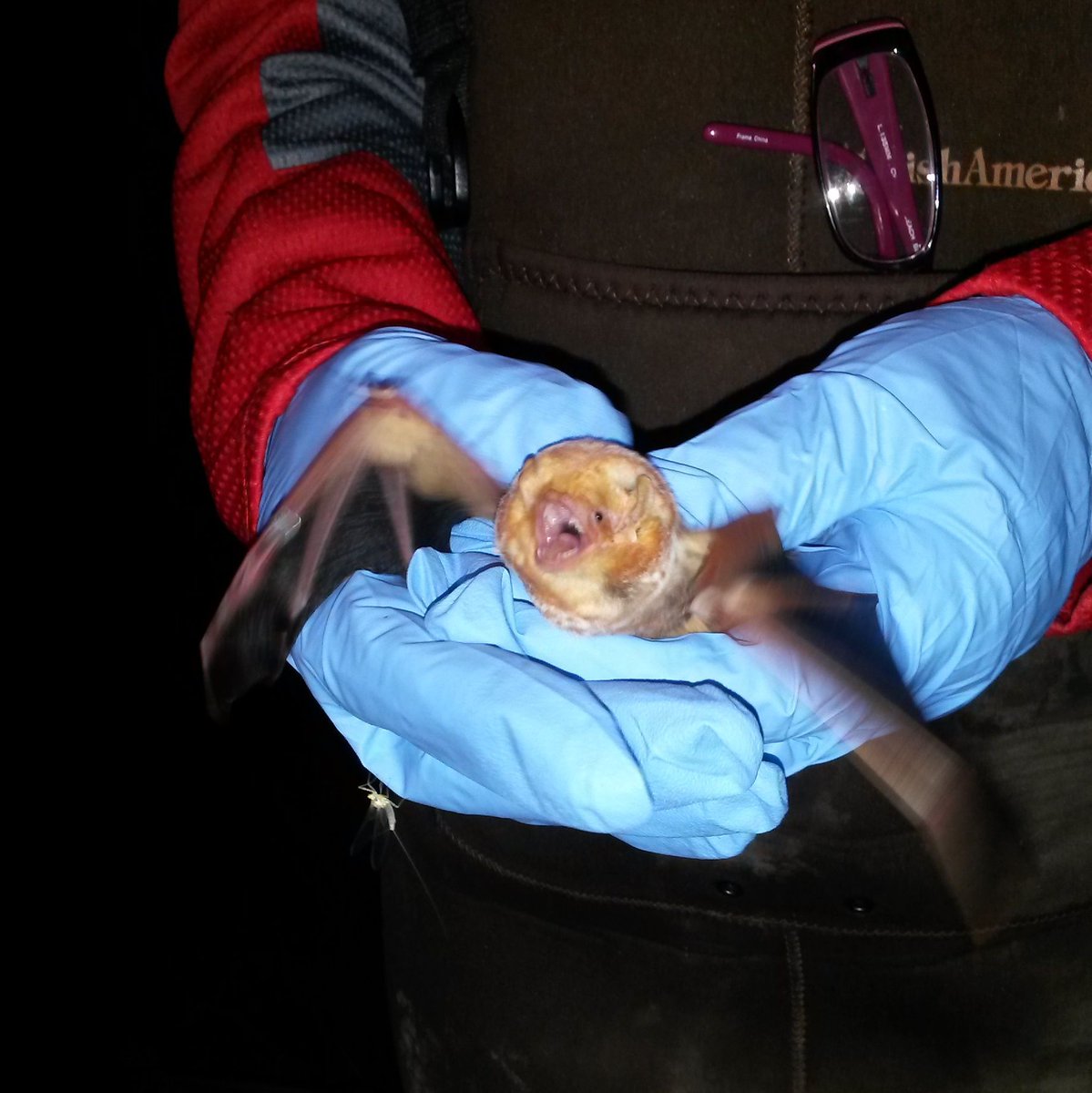 KSForestService's tweet photo. Because our state has limited natural caves, many of our bats roost in trees. They use the space between the tree and the bark to help keep the pups safe and warm.🌲✨
📸 The bat pictured here is another Eastern Red bat! #BatWeek2024 #EveningBat #ForestsForBats (2/2) https://t.co/64pBgMKQJk