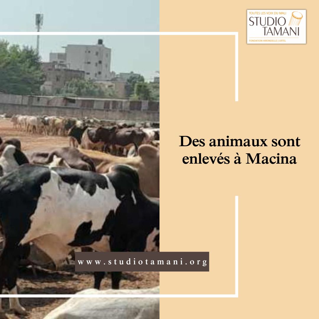 StudioTamani's tweet photo. #Mali Des hommes armés non identifiés ont volé plus de 800 têtes de bœufs dans  la zone de #Tougou, Commune de #Monimpébougou, dans le cercle de #Macina. 𝑳𝒊𝒓𝒆 𝒍𝒂 𝒔𝒖𝒊𝒕𝒆 𝒔𝒖𝒓 : https://t.co/j1cLxtfEpw https://t.co/pwhh45Zp7d