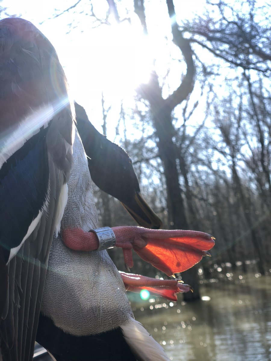 🦆🎃 “Halloween" mallards are coming to Arkansas. Doug Osborne, wildlife management prof., discusses tracking the birds' arrival, behavior, and challenges, and the importance of creating optimal habitats for waterfowl populations. LISTEN: aaes.uada.edu/podcast/tracki… <a href="/UAMonticello/">University of Arkansas at Monticello</a>