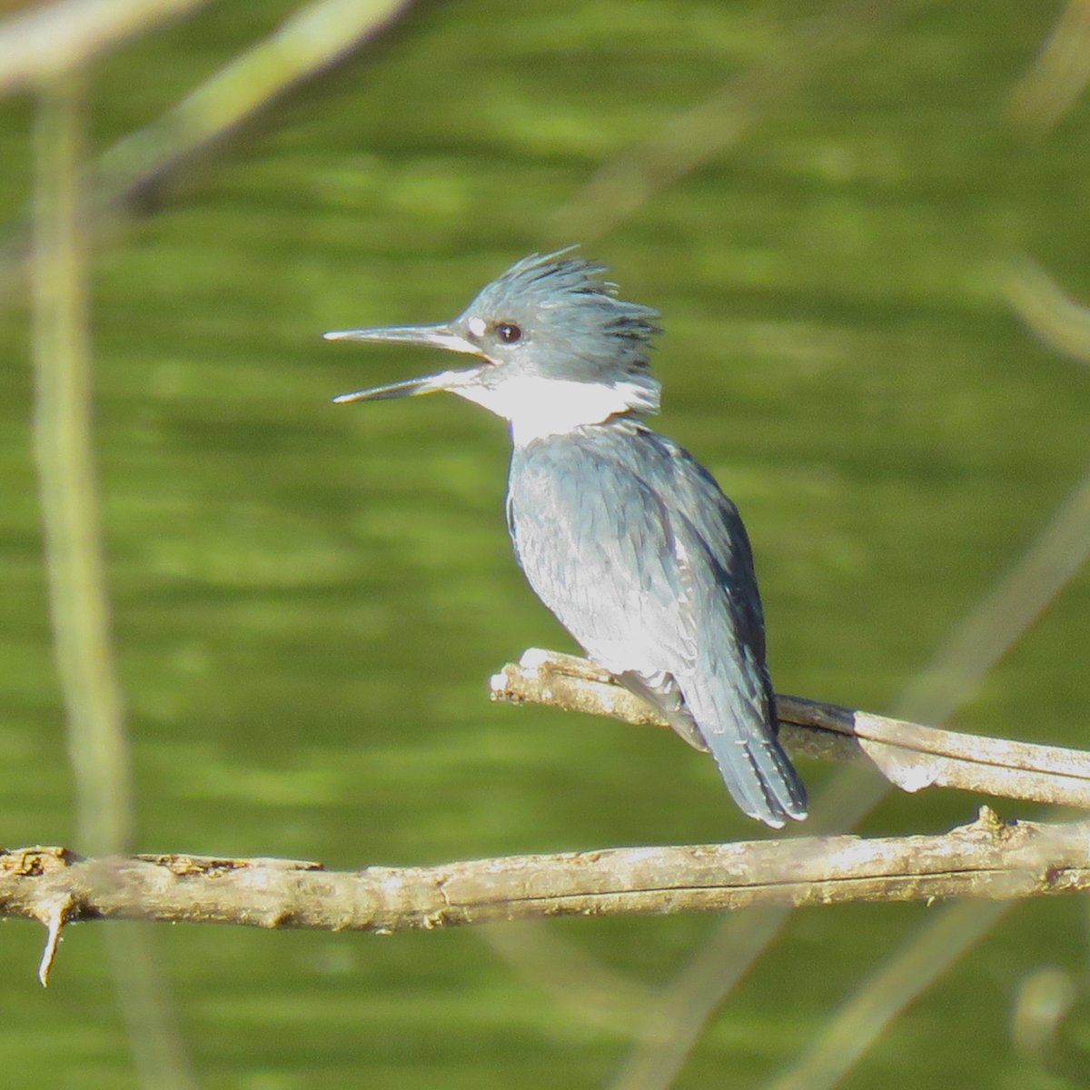 Huge head-to-body ratios are so hot right now.
(Belted Kingfisher)