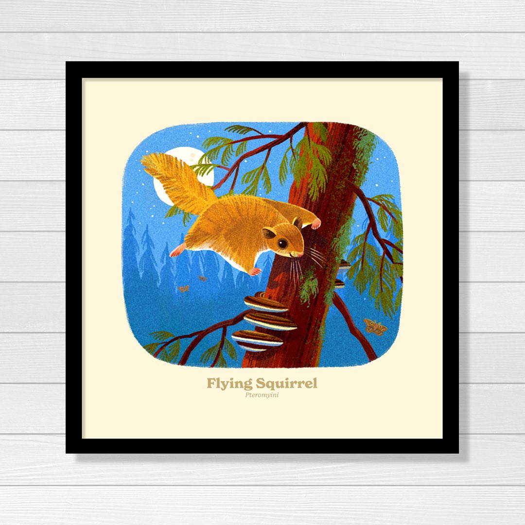 Flying squirrels can glide at speeds up to 20 mph! Artwork from our <a href="/NatlParkService/">National Park Service</a> Animal Alphabet Print Series made with <a href="/Kimdraws/">Kim Smith</a>! #59ps #ourparks #NationalParks