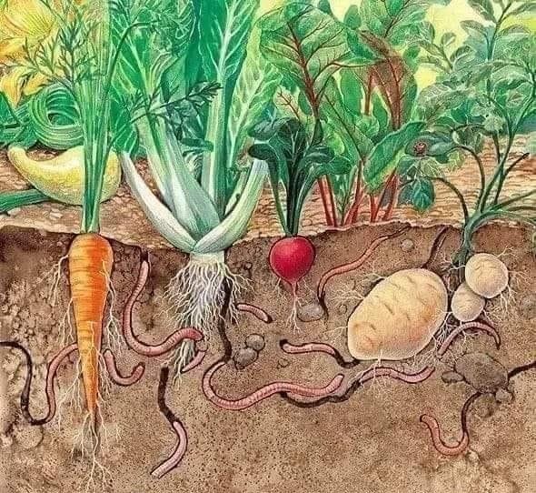 AgroTak's tweet photo. खेती में केंचुआ महत्वपूर्ण है -
▪️मिट्टी का वातनः इनकी खुदाई की गतिविधि मिट्टी को हवादार बनाने में मदद करती है, जिससे जड़ें गहरी बढ़ती हैं और मिट्टी की जलधारण क्षमता बेहतर होती है।
 ▪️के��चुए मिट्टी में वायु संचार बढ़ाते है जिससे पौधौ की वृद्धि अच्छी होती है ।
#केंचुआ https://t.co/9pyu3cduZh