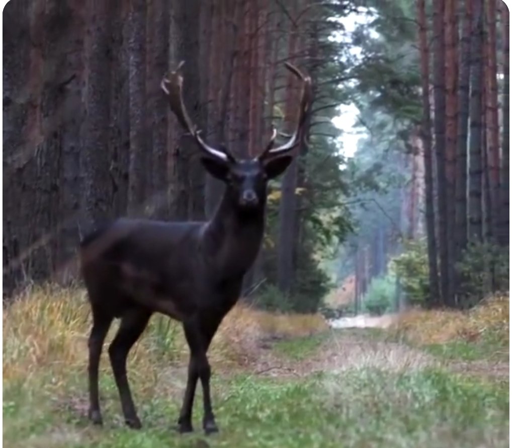 Fana43124688's tweet photo. #Polen #Schlesien #Niderschlesien #Damhirsch https://t.co/FuDLSXa7A6