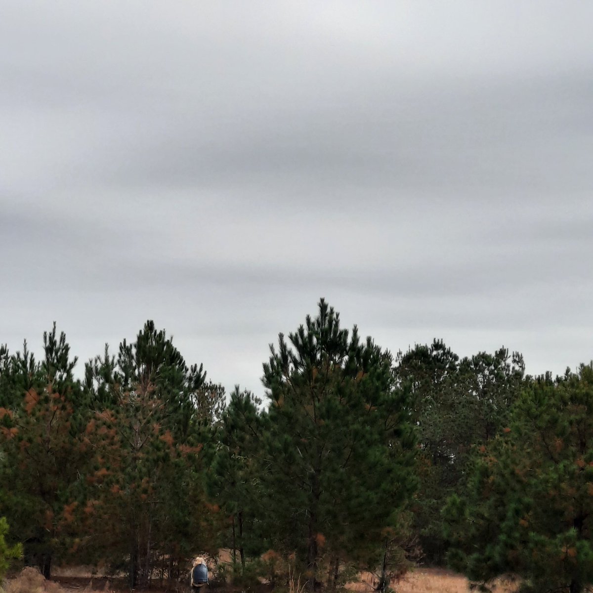 LindaOldBird's tweet photo. @EdPiotrowski  windy and cloudy this late morning in #LakeViewSC https://t.co/aEM1rnNYcg