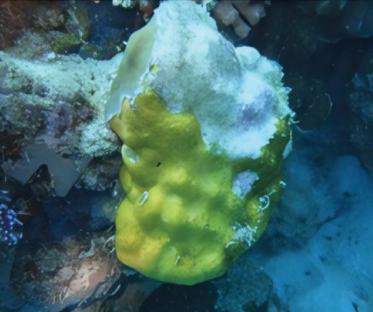 BioRisk_Journal's tweet photo. An investigation into the possible effects of shipping routes on coral reef degradation and diversity at Karimunjawa Marine National Park: https://t.co/Xk8E6yKazW

#biodiversity #coralreefs @undip https://t.co/YiZD9RvUWT